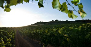 Vino Crianza Argaray - A Tavola con il Conte