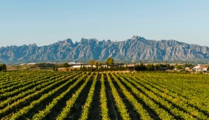 vino Roca Brava 2013 - A tavola con il conte