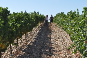 Viñedos de Cuatro Rayas