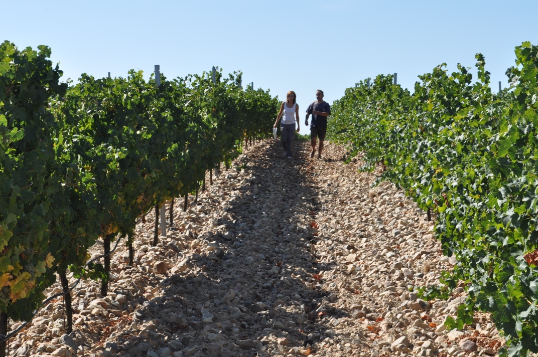 Viñedos de Cuatro Rayas