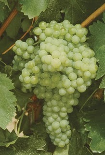 Variedad de uva Viura - A Tavola con il conte