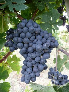 variedad de uva monastrell