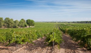 Veliterra - A Tavola con il Conte - Viñedos de la Seca