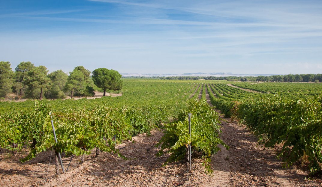 Veliterra - A Tavola con il Conte - Viñedos de la Seca