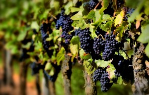 Viñedos de Jumilla - A tavola con il conte