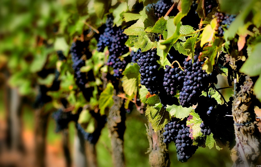Viñedos de Jumilla - A tavola con il conte