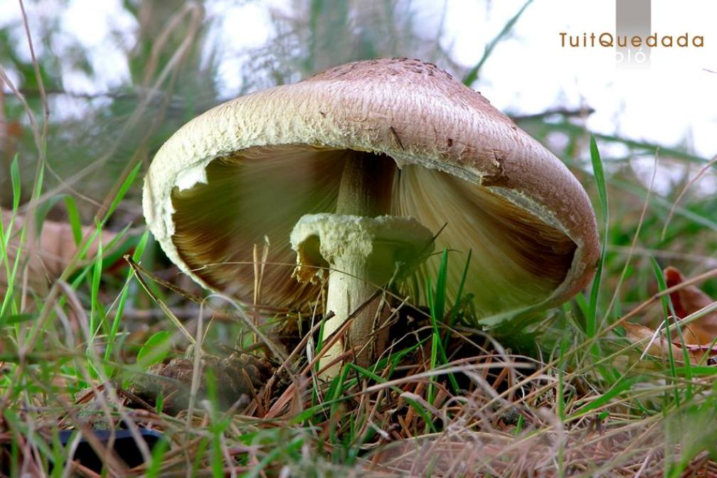 TuitQuedadaMicológica en Gredos