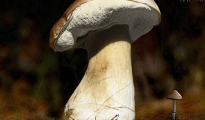 Conservar setas del busca setas en Hoyocasero