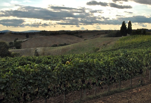 Viñedos de la Toscana - La mesa del Conde