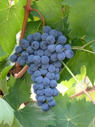variedad de uva Sangiovese para el vino Anno Domini 345