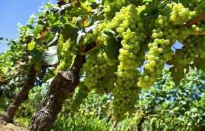 Variedad verdejo para el Veliterra 2014 - A Tavola con il Conte - Portada