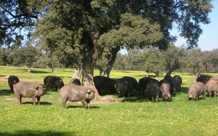 Cerdos ibéricos en la Dehesa de la Extremadura - A Tavola con il Conte