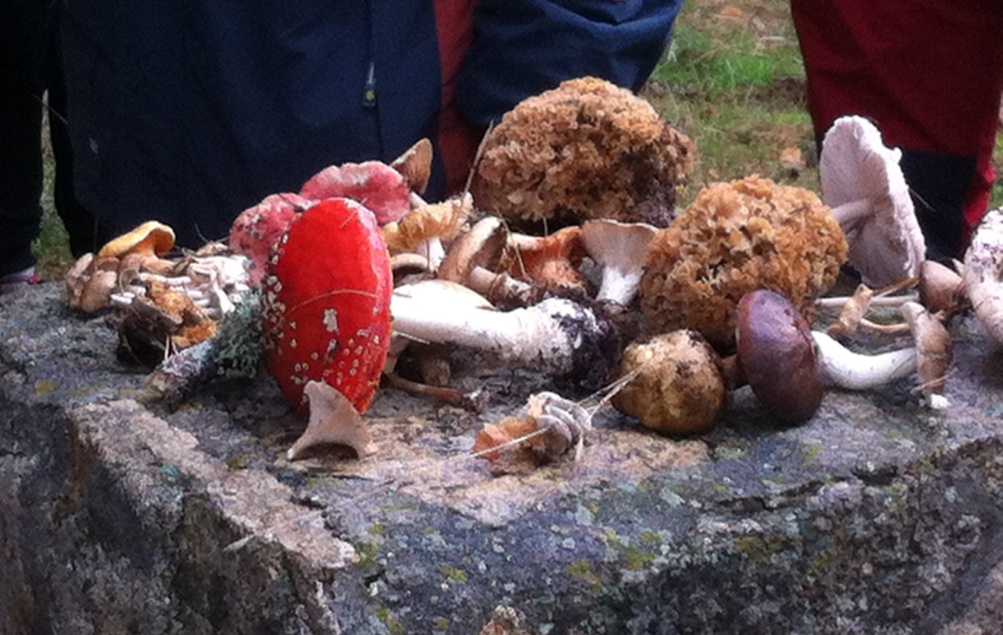 TuitQuedadaMicológica 2015 - Portada - A Tavola con il Conte