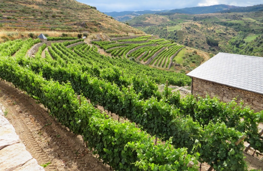 Bolo 2014 de Bodegas Rafael Palacios - Portada - A Tavola con il conte