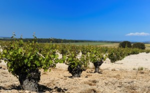 Los Navales 2014 - Portada - A Tavola con il Conte