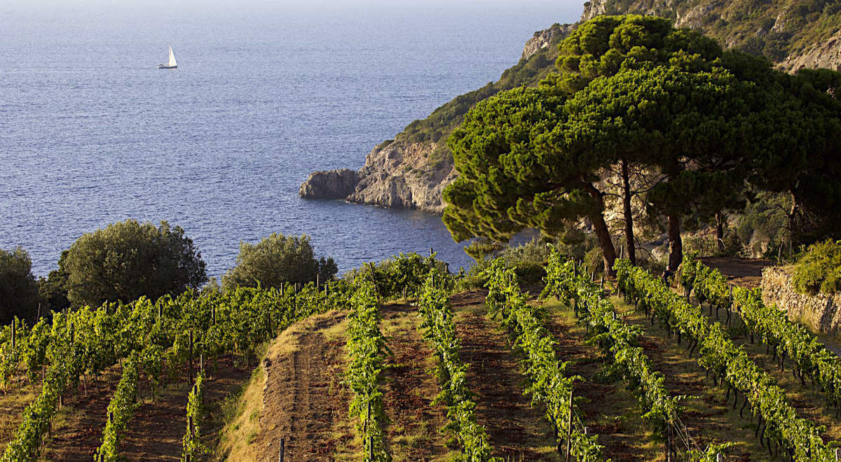 Viñedos cerca del mar en Maremma - A Tavola con il Conte