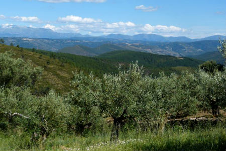 Olivares de la Sierra de Francia