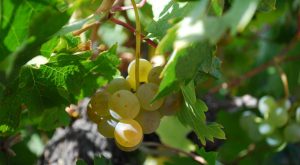 Verdejo Veliterra de La Seca