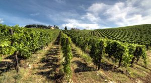 Portada del Tenuta Pole Ripasso - A Tavola con il Conte