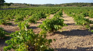 Portada de Vino Puerta de Hierro 2014 - A Tavola con il Conte