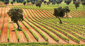 Vinos de Bodegas Fontana - A Tavola con il Conte