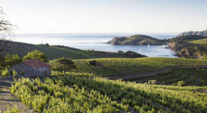 Viñedos próximos al mar en el Pays D'Oc