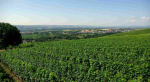 Viñedos del Rhin