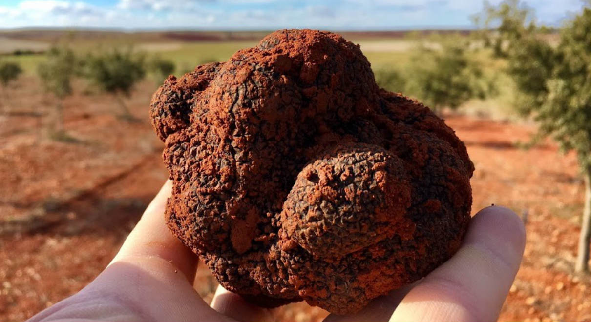 Portada Trufas de Encitruf - Imagen de Mundícolas