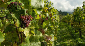 Garnacha ecológica para hacer el Rosado Principe de Viana - Imagen de GatroyGourmet