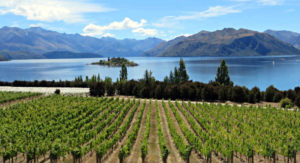 Vinos de Nueva Zelanda - Imagen de El Conocedor