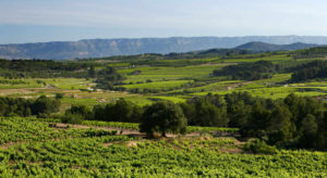 Vinos de la DO. Montsant