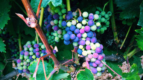 Envero de las uvas tempranillo - Imagen de la bodega