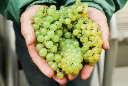 Racimo de uvas de la variedad Chardonnay - Imagen de Wikipedia