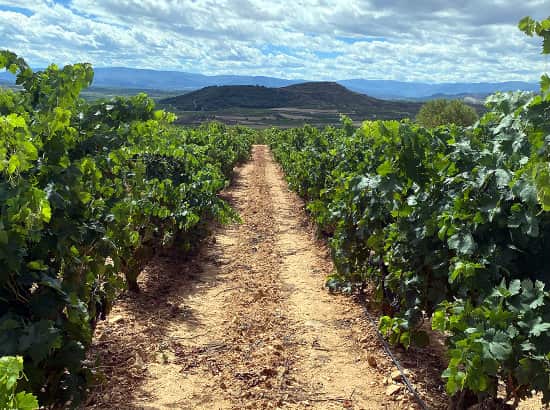 Viñedos de Dominio de Berzal, en la Rioja Alavesa - Imagen de la Bodega