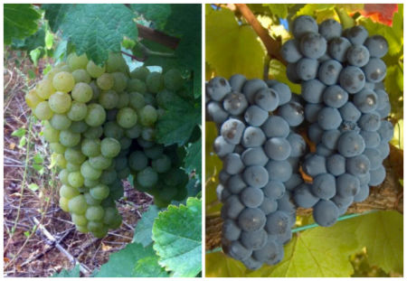 Variedades de uva de El Bierzo; Godello y Mencía - Imagen de Destino Castilla y León