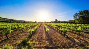 Viñedos del viejo mundo