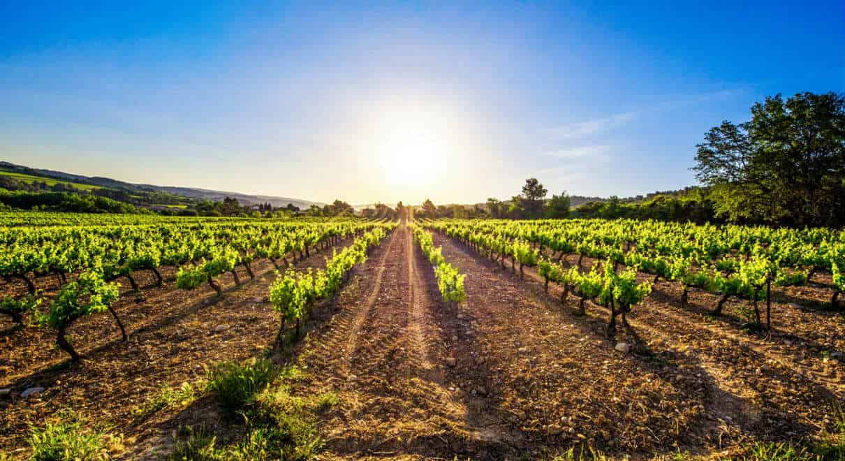 Viñedos del viejo mundo