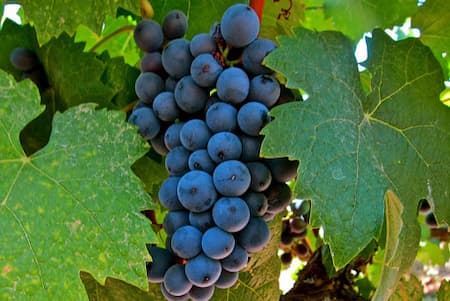 Variedad de uva Graciano - Imagen de VinoCarreterayManta