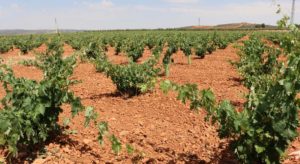 Viñedos de Valdepeñas - La mesa del Conde