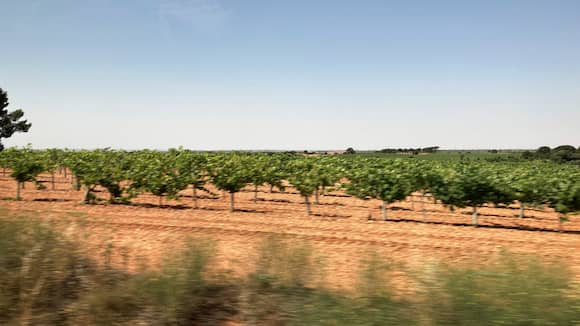En ruta por la Ruta del Vino de la Manchuela – Imagen de Destino y Sabor