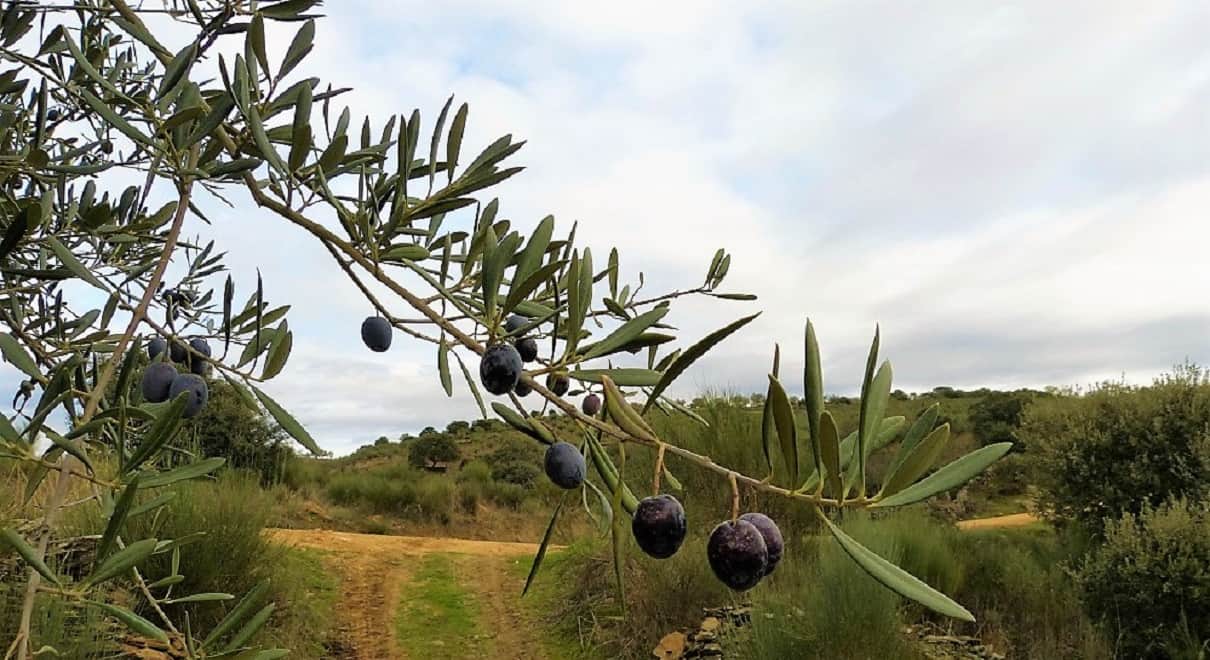 Olivares de Los Arribes