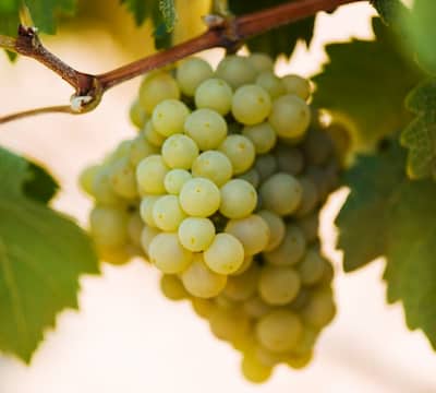 Racimo de uva de rufete blanca de la DOP. Sierra de Salamanca - Imagen de Bodega La Zorra