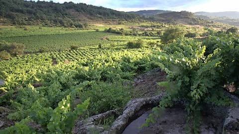 Viñedo de la Sierra de la Salamanca - Imagen de Bodega Rochal