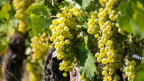 Variedad de uva Torrontés en la DOP. Mondéjar