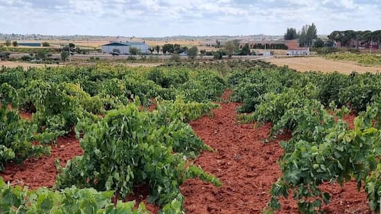 Viñedos de la DOP. Mondéjar