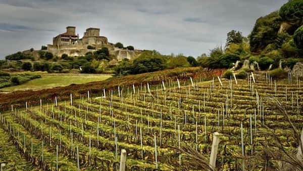 Viñedos de Monterrei