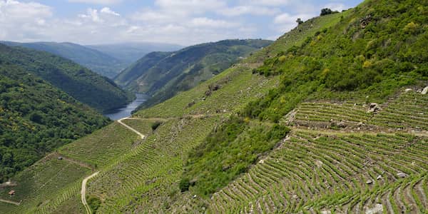 Terrazas de viñedos en las laderas de la Ribeira Sacra