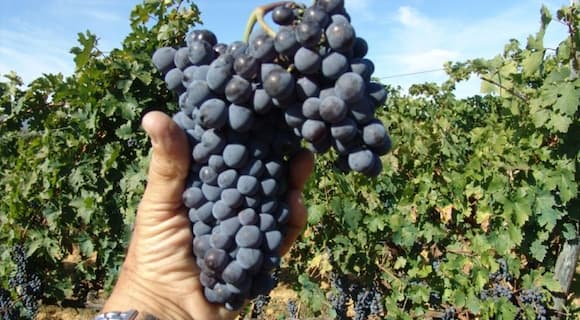 Variedad Sangiovese - Imagen de Fattoria Migliarina