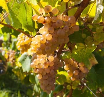 Variedad de uva Albariño, típica de las Rías Baixas