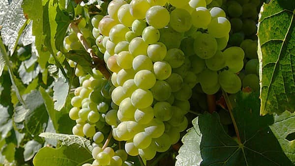 Variedad de uva Godello de Valdeorras